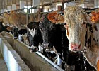 В Госдуму внесли проект о запрете изымать домашних животных за долги В Госдуму внесли проект о запрете изымать домашних животных за долги