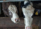 В Калмыкии обнаружены очаги бруцеллеза животных В Калмыкии обнаружены очаги бруцеллеза животных
