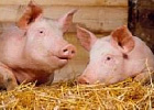 По итогам I квартала производство свинины увеличилось на 5,3% По итогам I квартала производство свинины увеличилось на 5,3%
