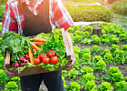 Система для обозначения органической продукции заработает со следующего года Система для обозначения органической продукции заработает со следующего года