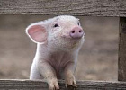 Производство свиней за январь-апрель 2021 года увеличилось на 2,1% Производство свиней за январь-апрель 2021 года увеличилось на 2,1%