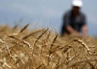 Минсельхоз решит проблему экспорта зерна Минсельхоз решит проблему экспорта зерна
