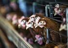 В Калининградской области рассмотрели вопросы совершенствования системы ветеринарной безопасности В Калининградской области рассмотрели вопросы совершенствования системы ветеринарной безопасности