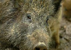 Дмитрий Патрушев принял участие в заседании Постоянно действующей противоэпизоотической комиссии Правительства Дмитрий Патрушев принял участие в заседании Постоянно действующей противоэпизоотической комиссии Правительства