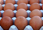 В Минсельхозе прошло совещание по ситуации на рынке куриных яиц В Минсельхозе прошло совещание по ситуации на рынке куриных яиц