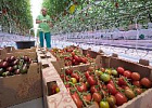 За последние три года в Республике Крым рост производства овощей увеличен на 40% За последние три года в Республике Крым рост производства овощей увеличен на 40%