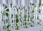 Россия увеличит производство сельхозпродукции за счет новых сортов растений и технологий Россия увеличит производство сельхозпродукции за счет новых сортов растений и технологий