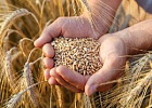 Минсельхоз России планирует ежегодно определять размер квоты на экспорт зерна Минсельхоз России планирует ежегодно определять размер квоты на экспорт зерна