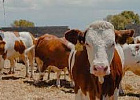 Минсельхоз Коми предложил аграриям субсидии на покупку коров в лизинг Минсельхоз Коми предложил аграриям субсидии на покупку коров в лизинг