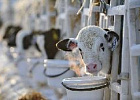 Россельхознадзор может запретить поставки в РФ кормов из ЕС из-за фальсификации и ГМО Россельхознадзор может запретить поставки в РФ кормов из ЕС из-за фальсификации и ГМО