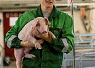 Производство продукции свиноводства выросло на 7,5% Производство продукции свиноводства выросло на 7,5%