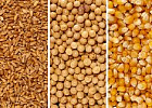 На Russian Crop Production эксперты дали прогнозы по урожаю и экспорту зерна, картофеля и масличных На Russian Crop Production эксперты дали прогнозы по урожаю и экспорту зерна, картофеля и масличных