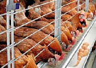 Производство мяса птицы в российских сельхозорганизациях выросло на 8,8% Производство мяса птицы в российских сельхозорганизациях выросло на 8,8%